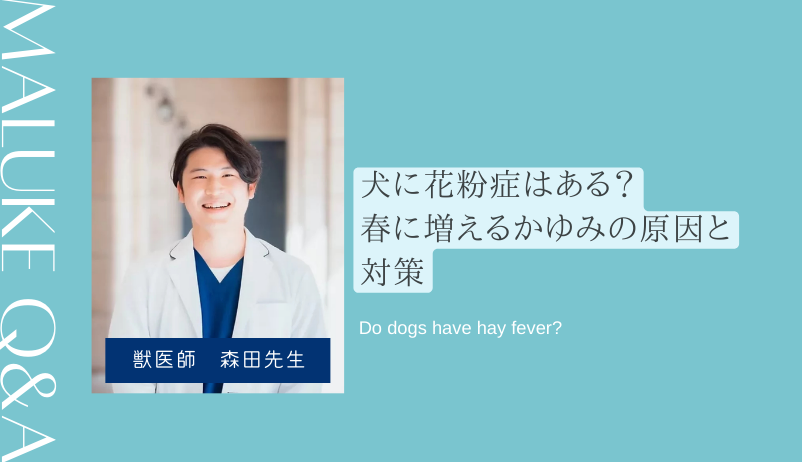 犬に花粉症はあるのか獣医師が解説