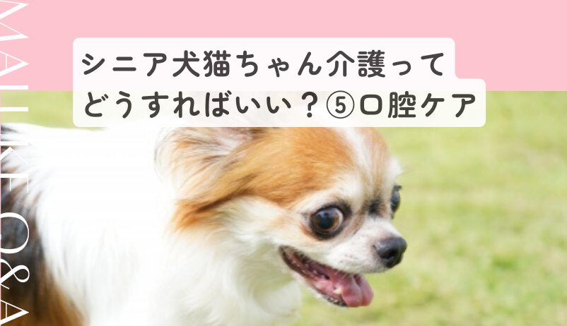 シニア犬の口腔ケア